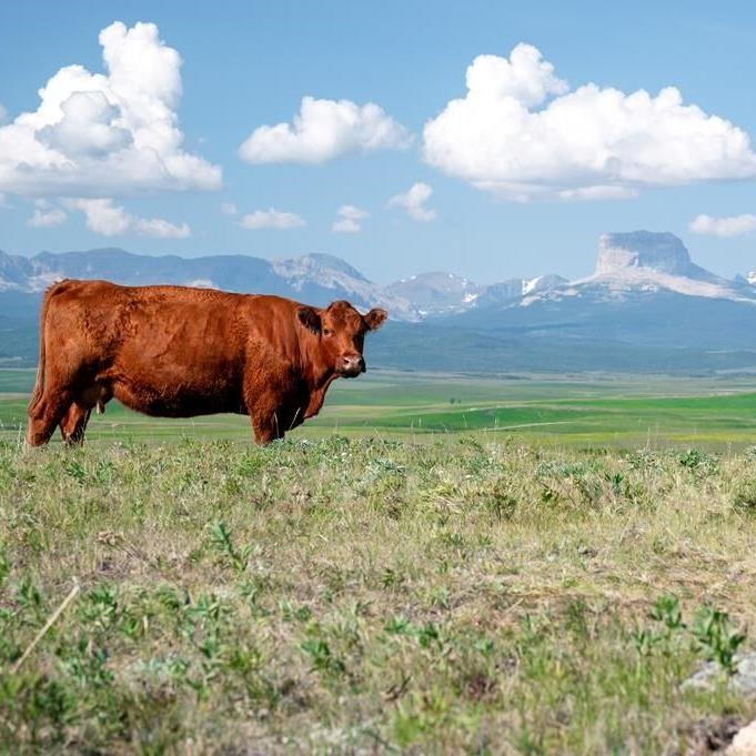 Alberta family protects grasslands in partnership with Nature Conservancy of Canada